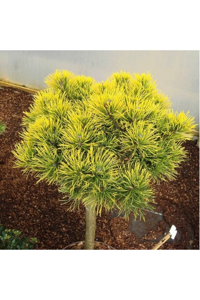 Сосна гірська Карстенс Вінтерголд на штамбі фото